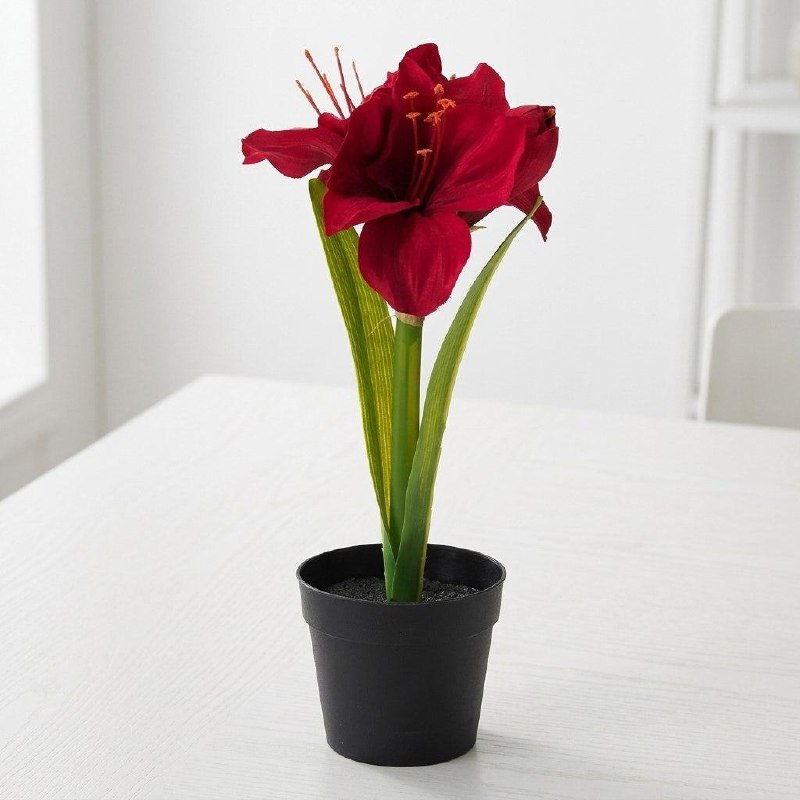 Цветок в горшке «Амариллис Красный»